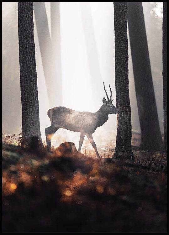 Deer in Forest Poster