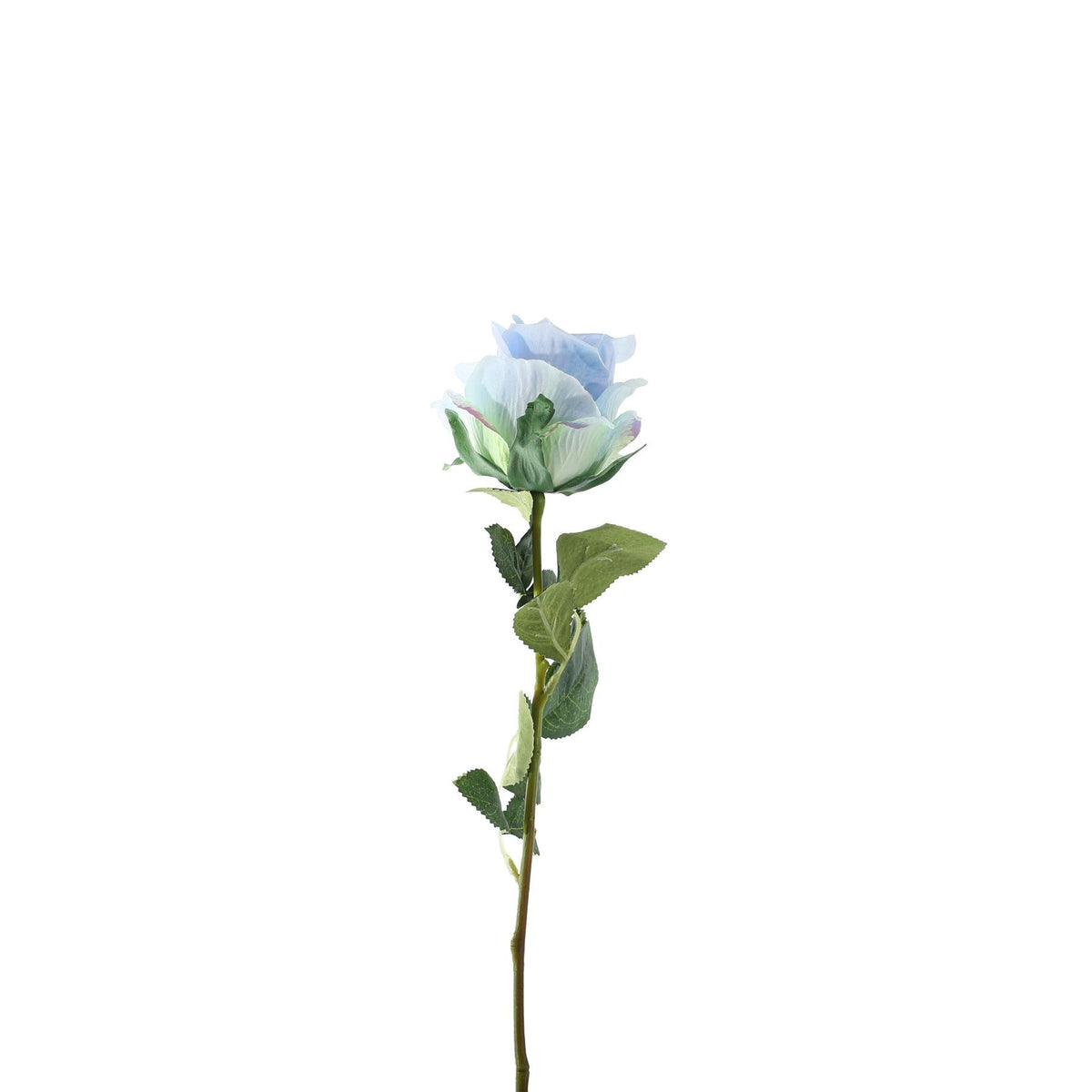 Essential Blue Garden Rose