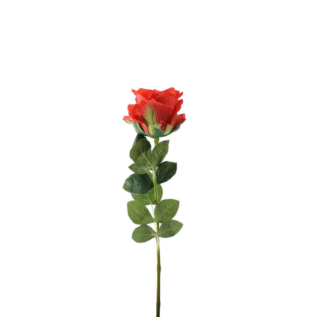Essential Red Garden Rose
