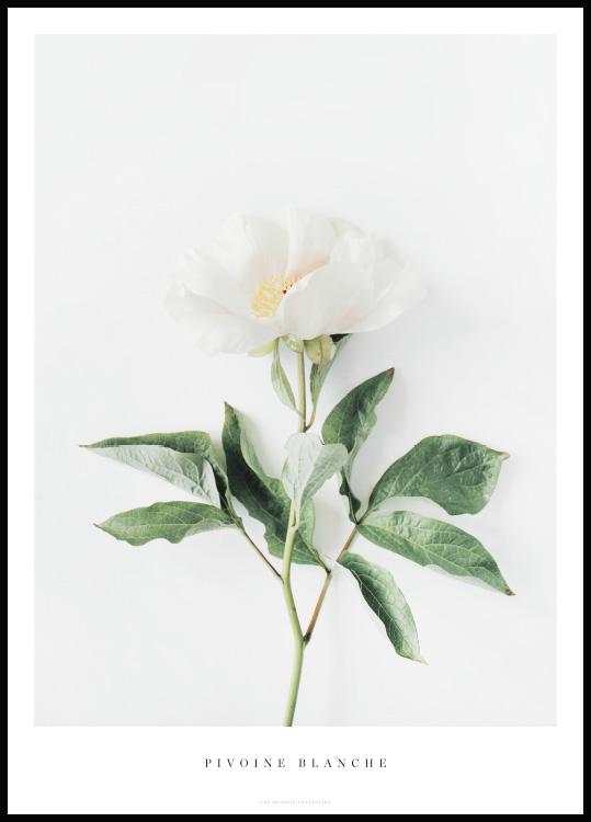 White Peony Poster