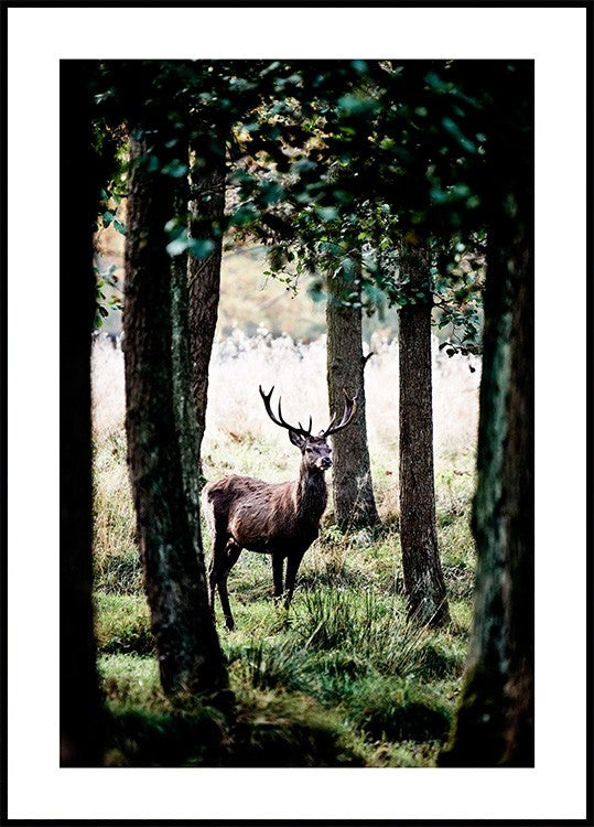 Stag Poster