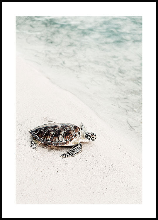 Turtle on the Beach Poster