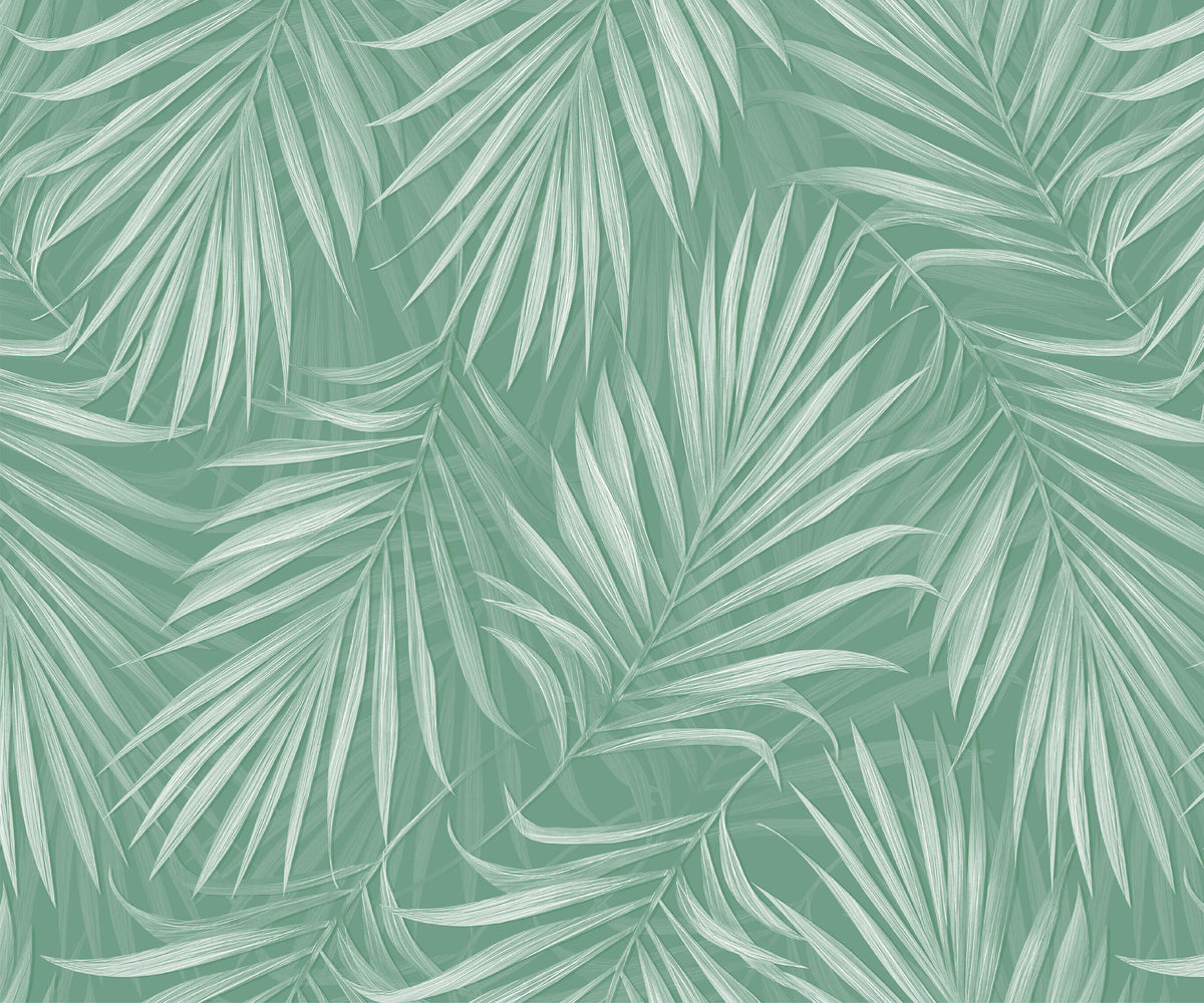 Areca