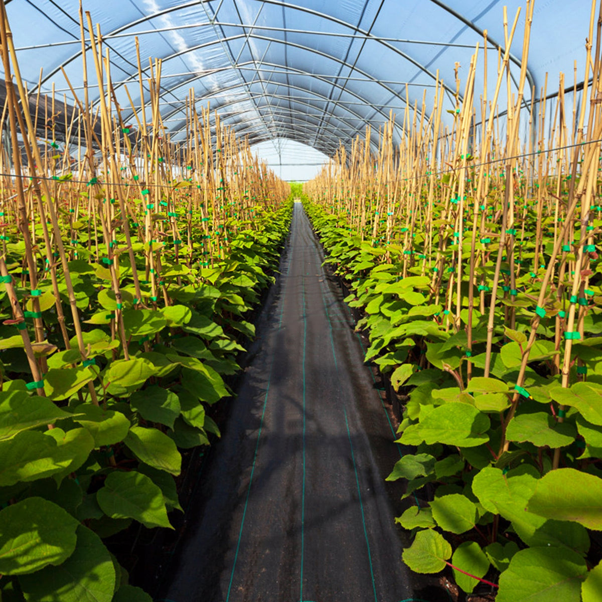 Garden Weed Barrier Fabric PP Weed Control Fabric with Guide Line-2.1 Oz 2 x 25 m