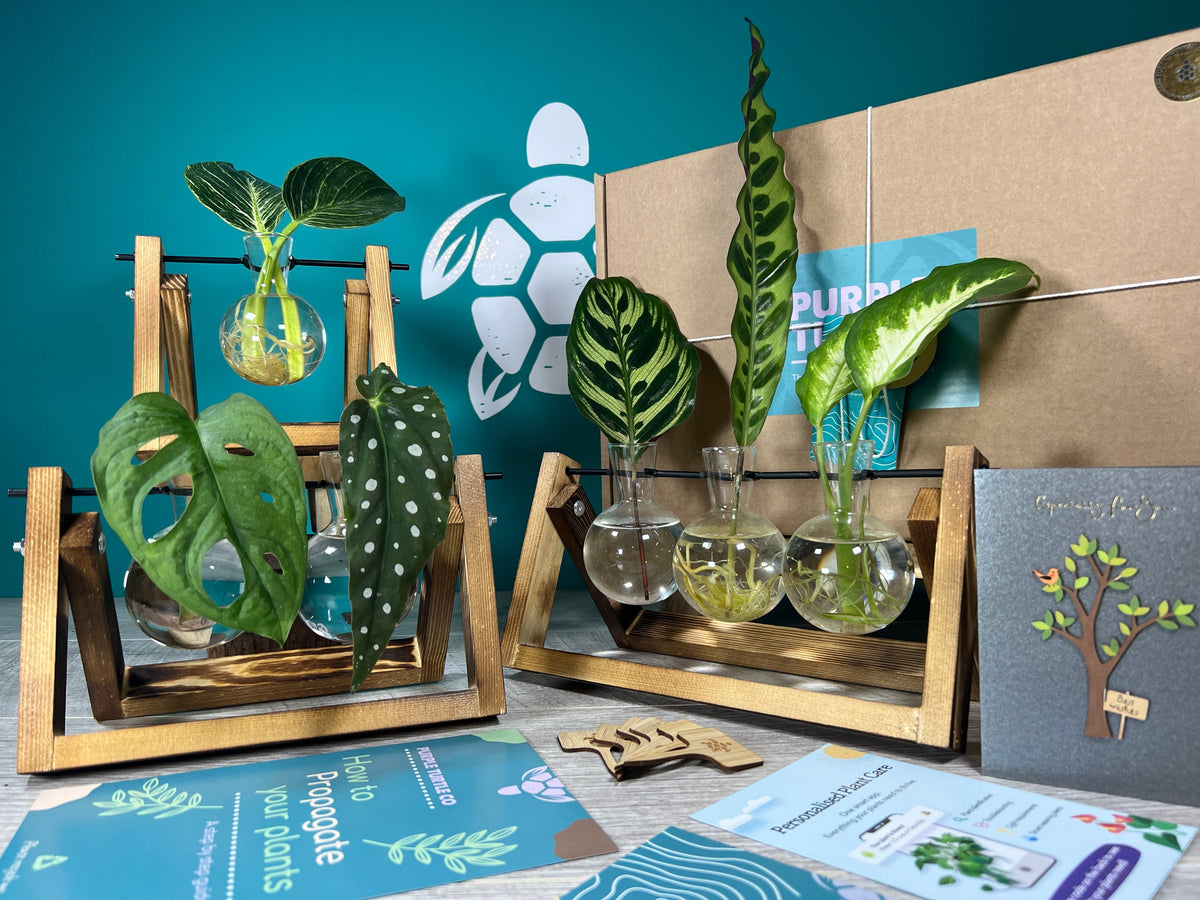 Plant Propagation Gift Set #2