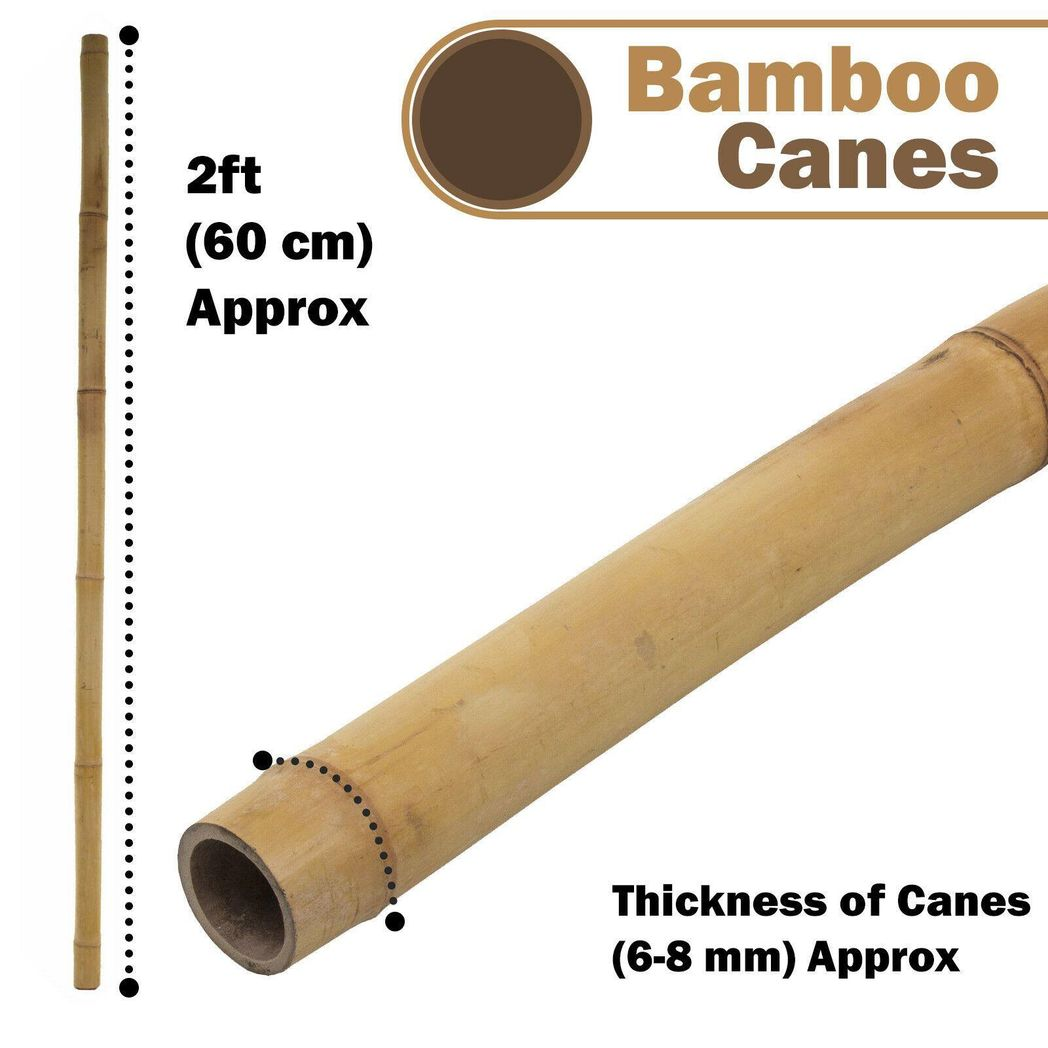 10 x 5FT Bamboo Canes 150 CM