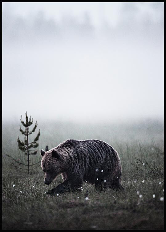 Bear Poster