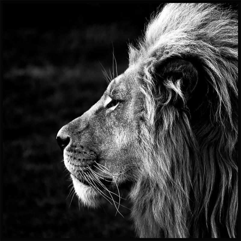 Lion Poster