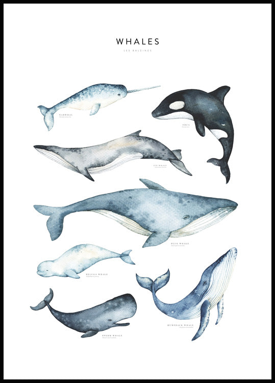 Whales Poster