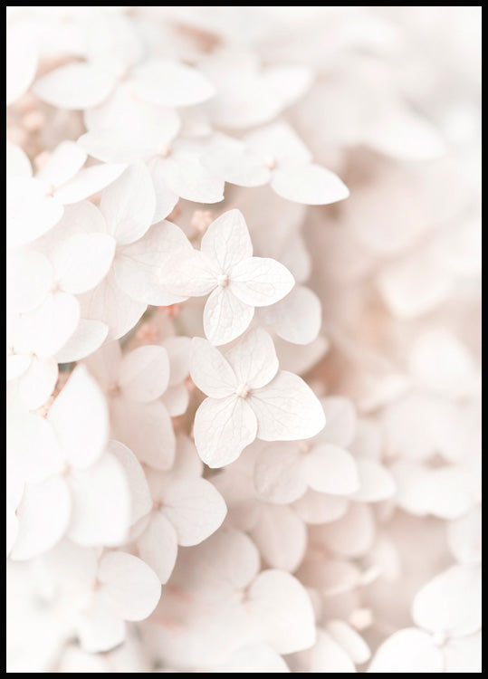 White Hydrangea Poster