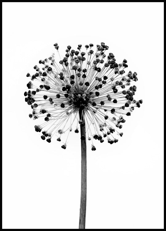 Dried Allium Flower Poster