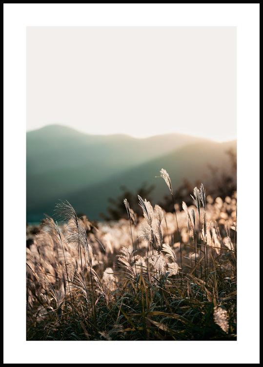 Sunlight Grass Poster