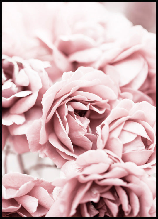 Blooming Pink Roses Poster