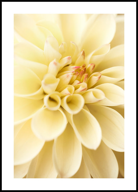 Yellow Dahlia Poster
