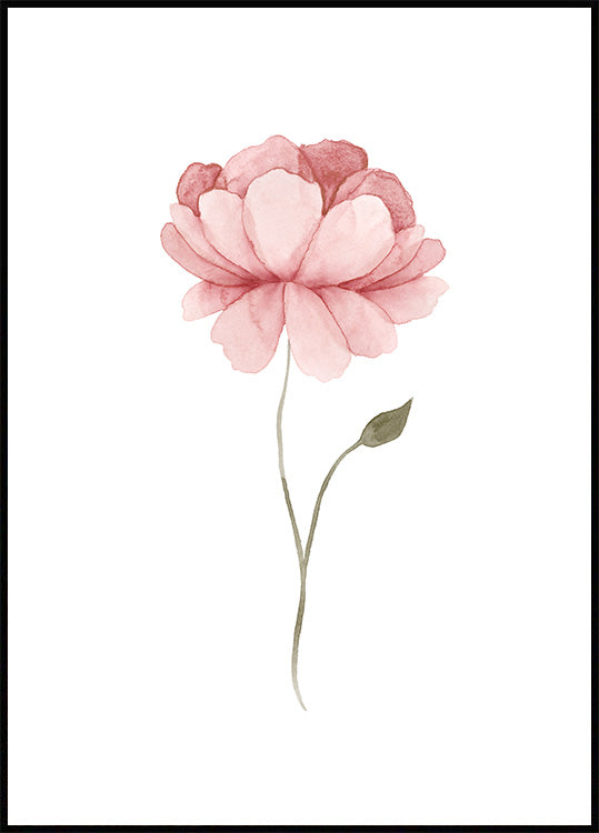 Watercolour Peony Poster