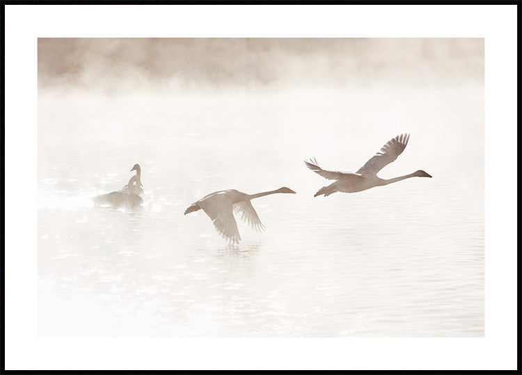 Morning Swan Lake Poster