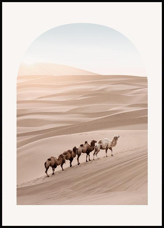 Desert Camels Poster