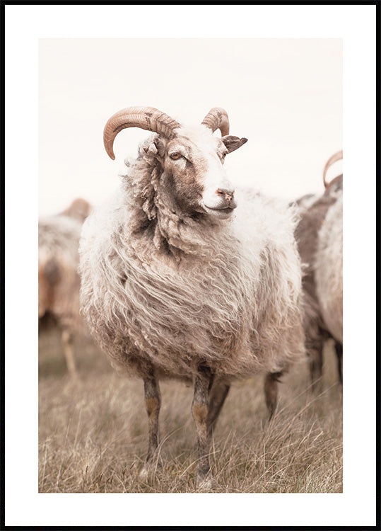 Sheep on Meadow Poster