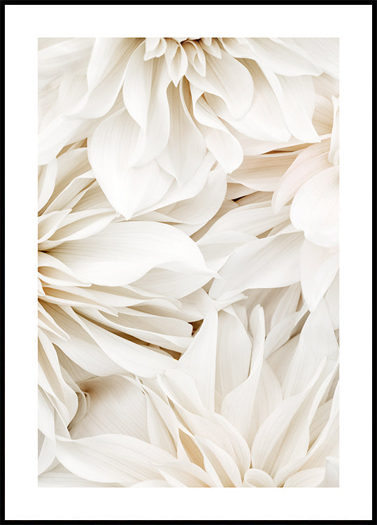 Dahlia Dream No2 Poster