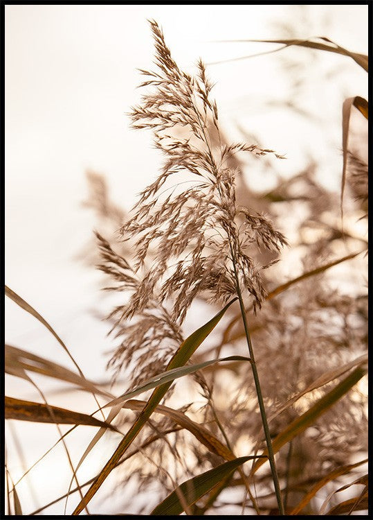 Reeds in Sunrise Poster
