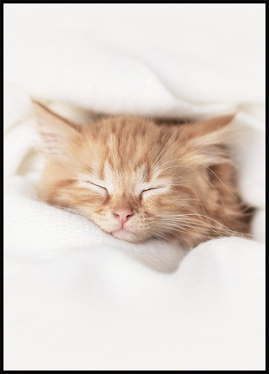 Sleepy Kitten Poster