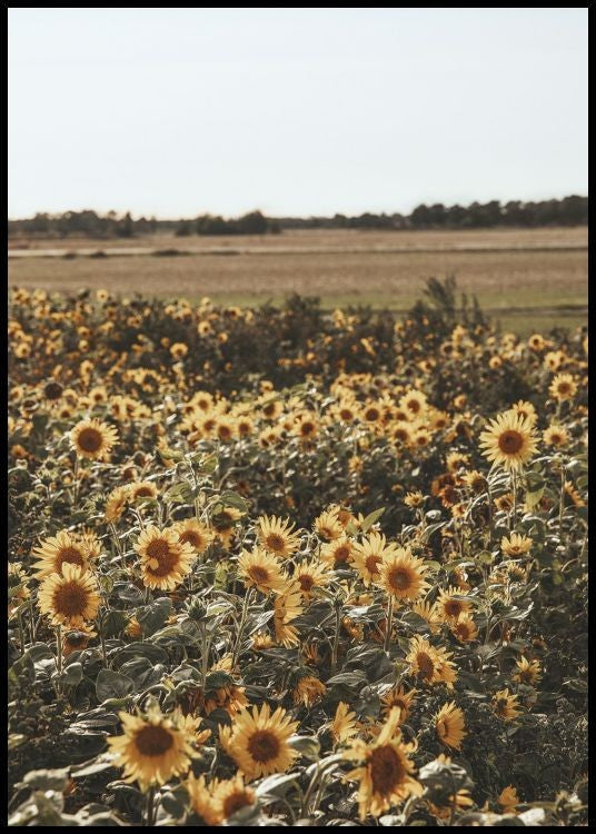 Field of Sunflowers Poster